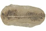 Fossil Fern (Pecopteris) Nodule Pos/Neg - Mazon Creek #184638-2